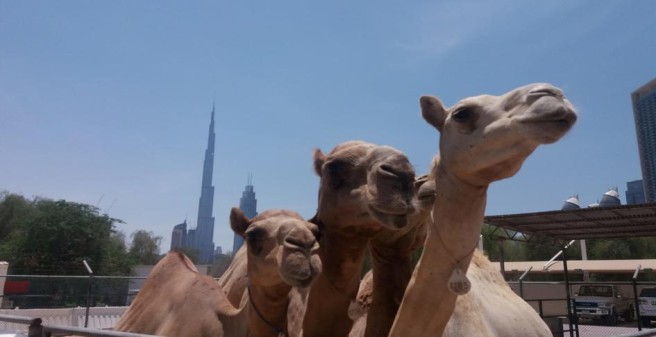 Dromedary camels 